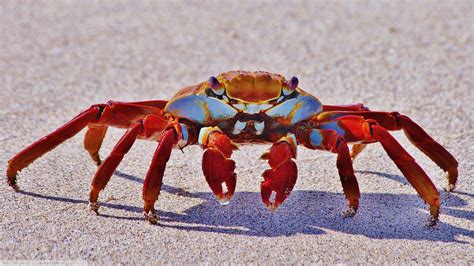 Crabs Animals Crustaceans Wallpapers Hd Desktop And Mobile Backgrounds