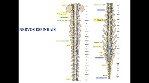 Fisiologia Veterin Ria I Introdu O Ao Sistema Nervoso Nervos