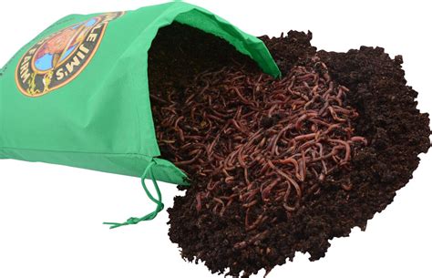 2000 Red Composting Worms Fall Sale Uncle Jims Worm Farm