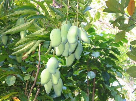 Growing Tropical Fruit Producing Plants In Arizona Aandp Nursery