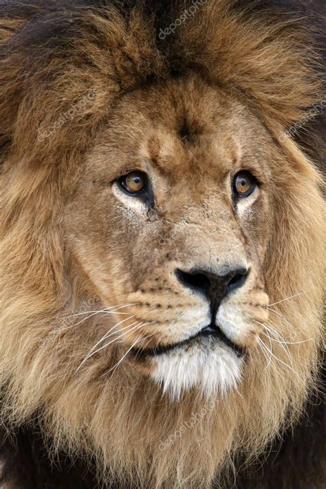 Adult Male Lion — Stock Photo © Ebfoto 164278982