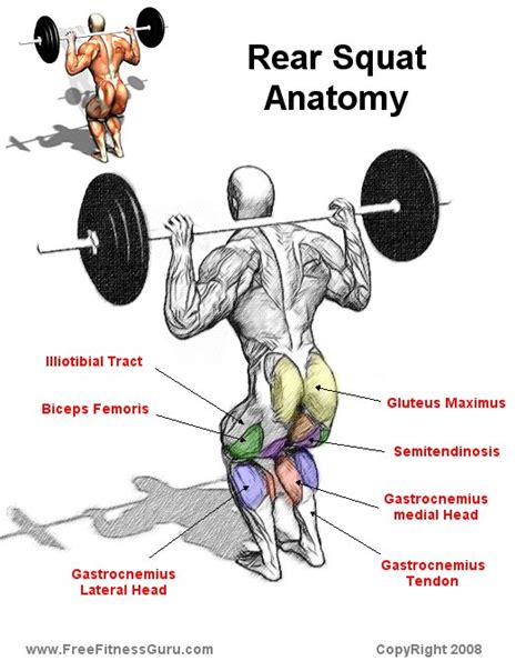 Freefitnessguru Rear Squat Anatomy Muscle Anatomy Fitness Body