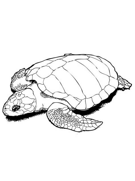 Print out and color several pictures of turtles turtles printable coloring pages turtles printable coloring pages. Sea Turtle In Nesting Kemp Free Coloring Page - Download ...