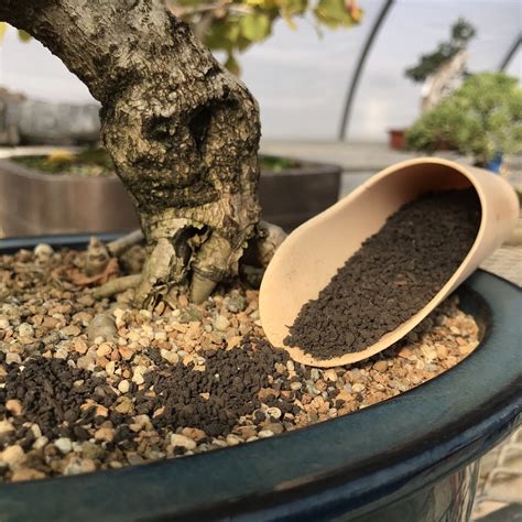 Patrick highton the range of both species of tree and shapes of tree within each species are wonderful, with many different shapes and foliage. Fertilizing 101: How to Fertilize Your Bonsai - Bonsai Sanctum