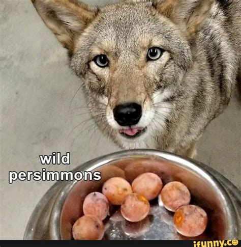 Persimmons Memes Best Collection Of Funny Persimmons Pictures On Ifunny