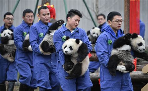 Why Are Giant Pandas Endangered 5 Reasons
