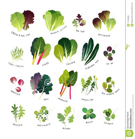 Green Leafy Vegetables Names In English