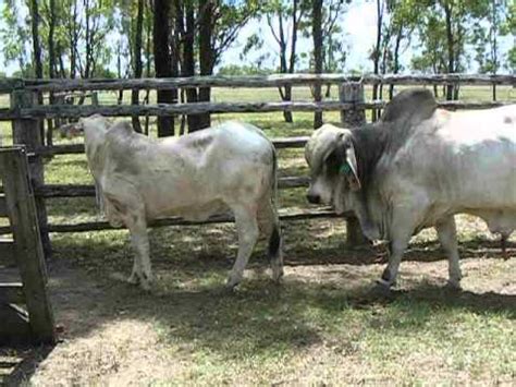 We believe in the power of red brahman genetics, and are proud producers of red brahman seedstock and f1 replacement females for commercial cattlemen. Brahman bull serving - YouTube
