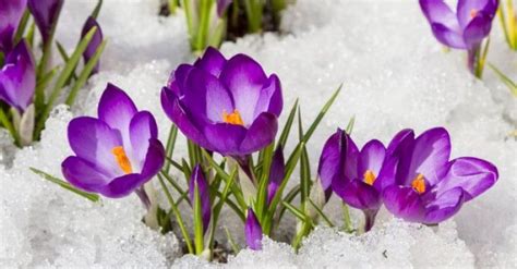Pierwsze wiosenne kwiaty - które warto hodować? - Inspiracje i porady