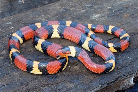 This california subspecies of common garter sna. SNAKE PICTURES, PICS, IMAGES AND PHOTOS FOR YOUR TATTOO ...