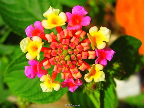 Colors Of Nature Flowers Beauty
