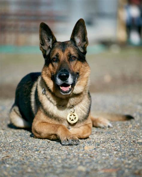 Gsd Shepherd Dog Gsd Dog Love Husky Police Corgi Hero German
