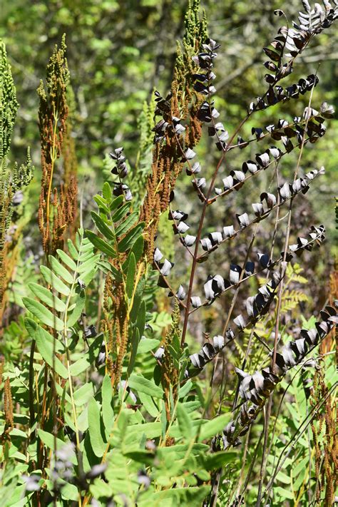 Osmunda Spectabilis Ferns And Lycophytes Of The World