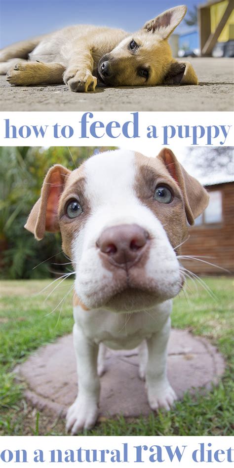 The size, activity level and condition of the dog, in conjunction with the quality of their food, will affect exactly how much you need to feed them. How to Feed Your Puppy on Natural Raw Food