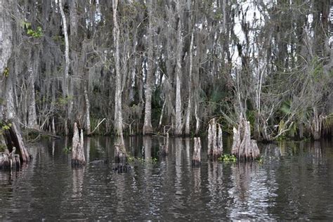 Annie Millers Sons Swamp And Marsh Tours Houma All You Need To