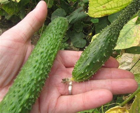 When To Pick Cucumbers And How To Do It Correctly When To Pick Cucumbers Cucumbers Garden Trees