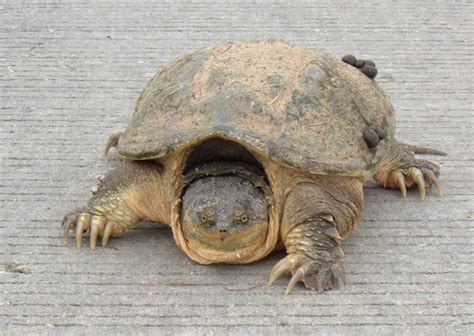 Common Snapping Turtle Facts Characteristics Habitat And More