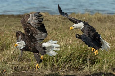 Bird Two Brown And Gray American Bald Eagles On Grass Field Eagle Image