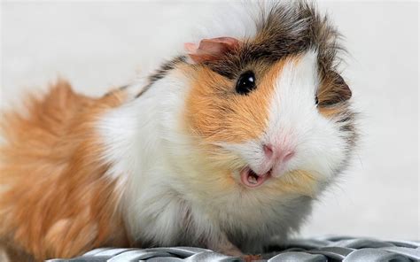 Baby Guinea Pig Wallpapers Top Free Baby Guinea Pig Backgrounds