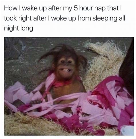 60 Random Memes For Today 856 Funnyfoto Monkeys Funny Naps