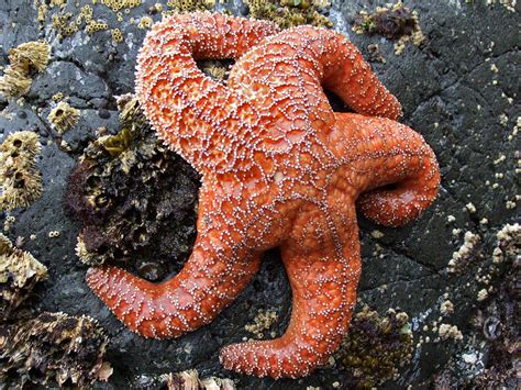 Orange Sea Star Del Norte Coast Redwoods State Park California