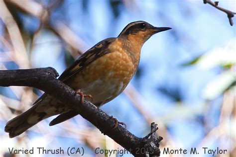 Varied Thrush