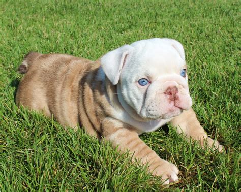 English Bulldog Puppies for Sale | Huskerland Bulldogs | AKC Registered