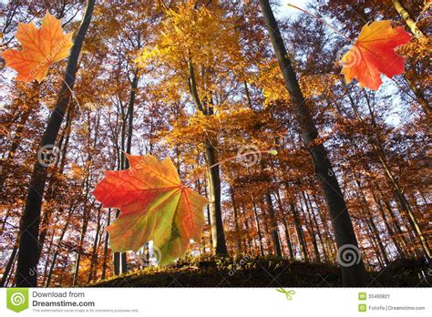 Forest In Autumn And Falling Leaves Stock Image Image