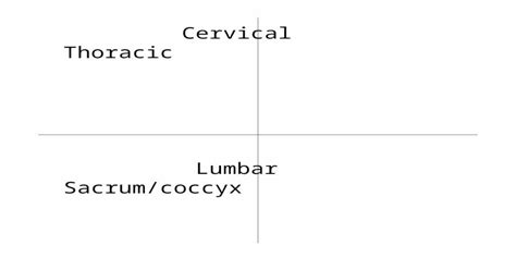 cervical thoracic lumbarsacrum coccyx transverse foramina12 transverse costal facets5 hatchet