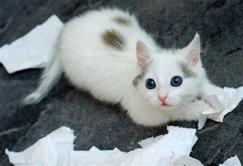 But the siamese breed may be a good pick for allergy sufferers for a few reasons. 10 Hypoallergenic Cat Breeds | PetMD