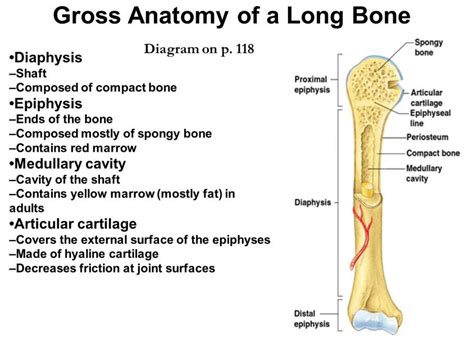 By now you should be familiar enough with the names, shapes and locations. Gross Anatomy Of A Long Bone