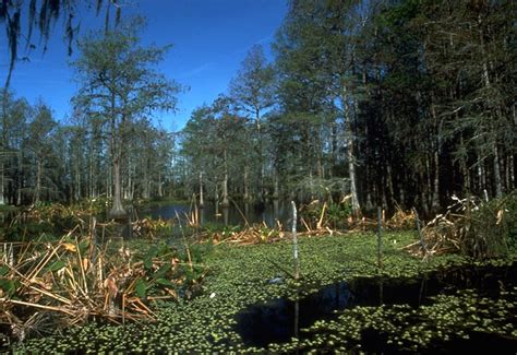 Pictures Of Cypress Swamps Florida