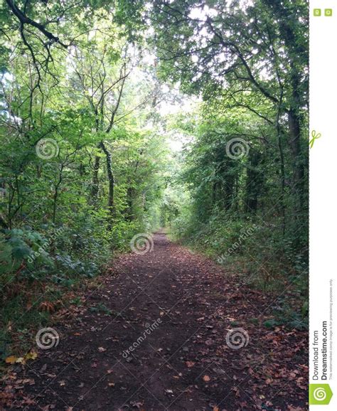 Road Between Bushes Stock Image Image Of Rainforest 81615387