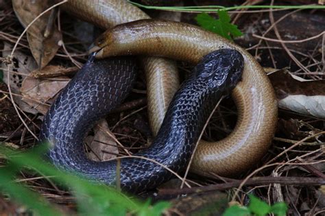 Snakes generally are distinguished from lizards—which also belong to order squamata, but are placed in suborder sauria (or lacertilia). Natal Black Snake Amazing Jet-Black Colour ~ planetanimalzone