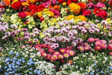 Colorful Several Flowers Type Bouquet Design Field Background Stock