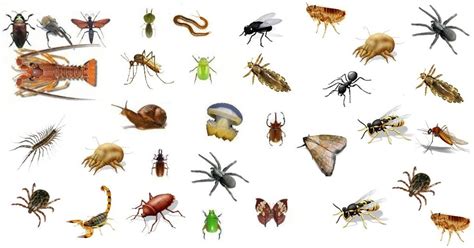 animais invertebrados toda matéria