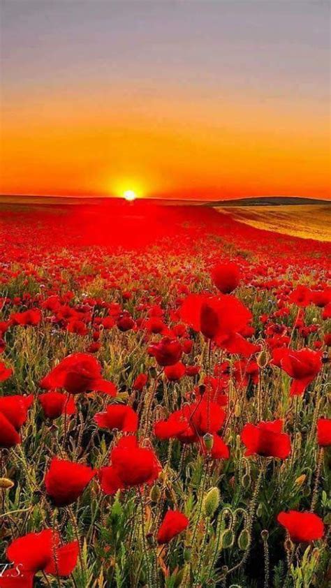 Sunset Over A Poppy Field 💘💘 Lindas Paisagens Belos