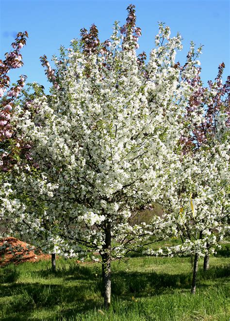 This Months Feature Tree Crabapple Shade Tree Farm