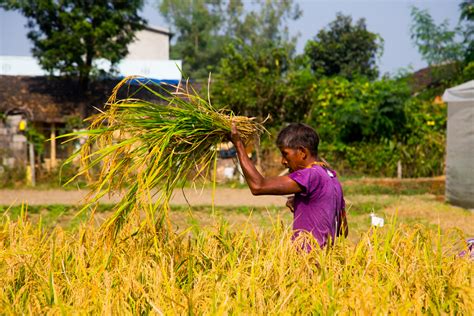 The 5 Steps Of The Rice Harvest With Safbin Building Resilient