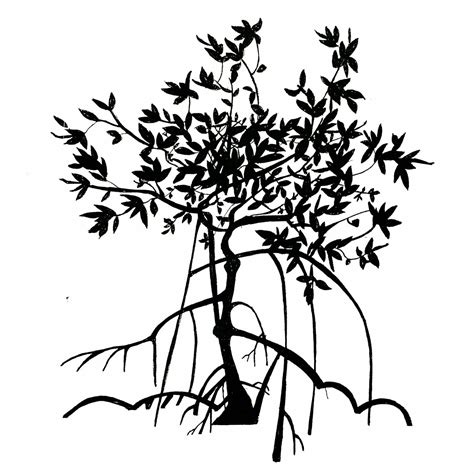 Mangrove Drawing At Explore Collection Of Mangrove