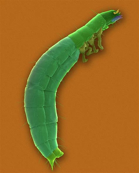 Confused Flour Beetle Larva Photograph By Dennis Kunkel Microscopy