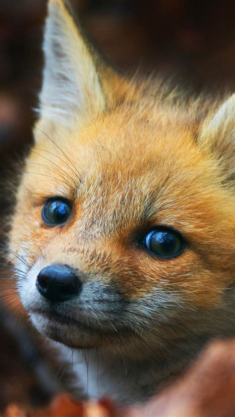 Iphone Cool Fox Wallpaper 60 Cute Animals Iphone Wallpapers You Would