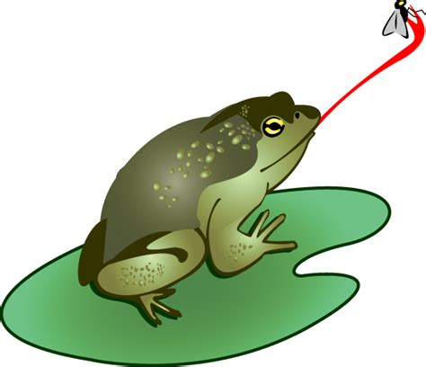 Bull Frog Catching A Fly Clip Art Download