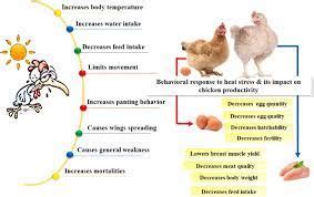 Heat Stress In Laying Hens Effects And Mitigation Pashudhan Praharee