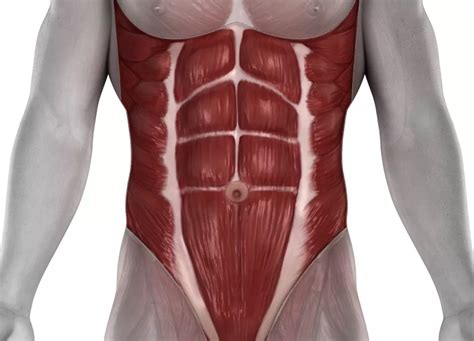 A Comprehensive Guide To Functional Abs Workouts