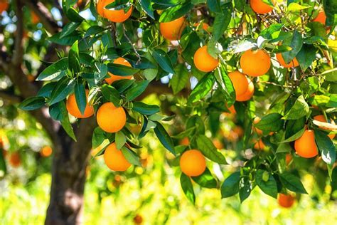 Arbres Fruitiers En Pots Oranger En Pot — Plantamus Pépinière En Ligne