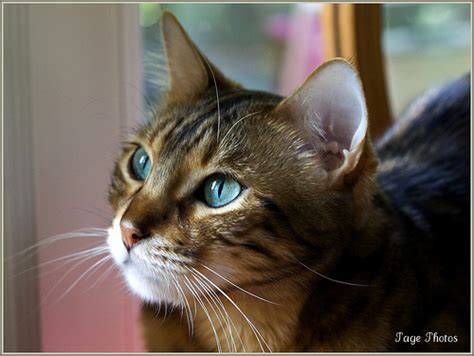 Brown And White Tabby Cat With Blue Eyes
