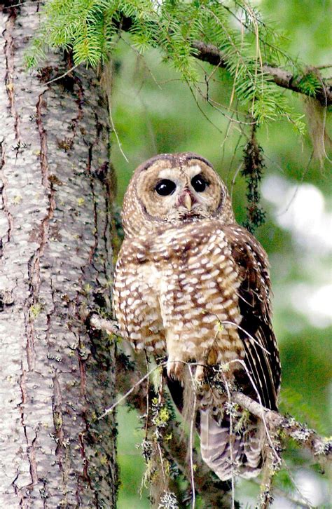 Us Fish And Wildlife Revises Critical Habitat For Northern Spotted