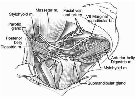 Anatomy And Physiology Of The Salivary Glands Ento Key