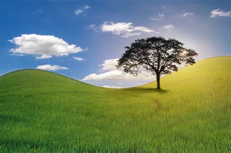 Landscape Picture Of Green Grass Field And Tree With White Clouds On
